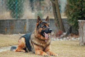 Από τον διαβήτη έως την εγκυμοσύνη: 5 πράγματα που μπορεί να προβλέψει ο σκύλος σας