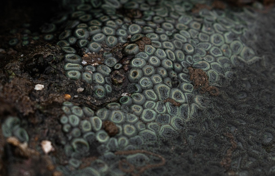 ECDC: E.coli και K. Pneumoniae προκάλεσαν τις περισσότερες λοιμώξεις στην Ευρώπη το 2024