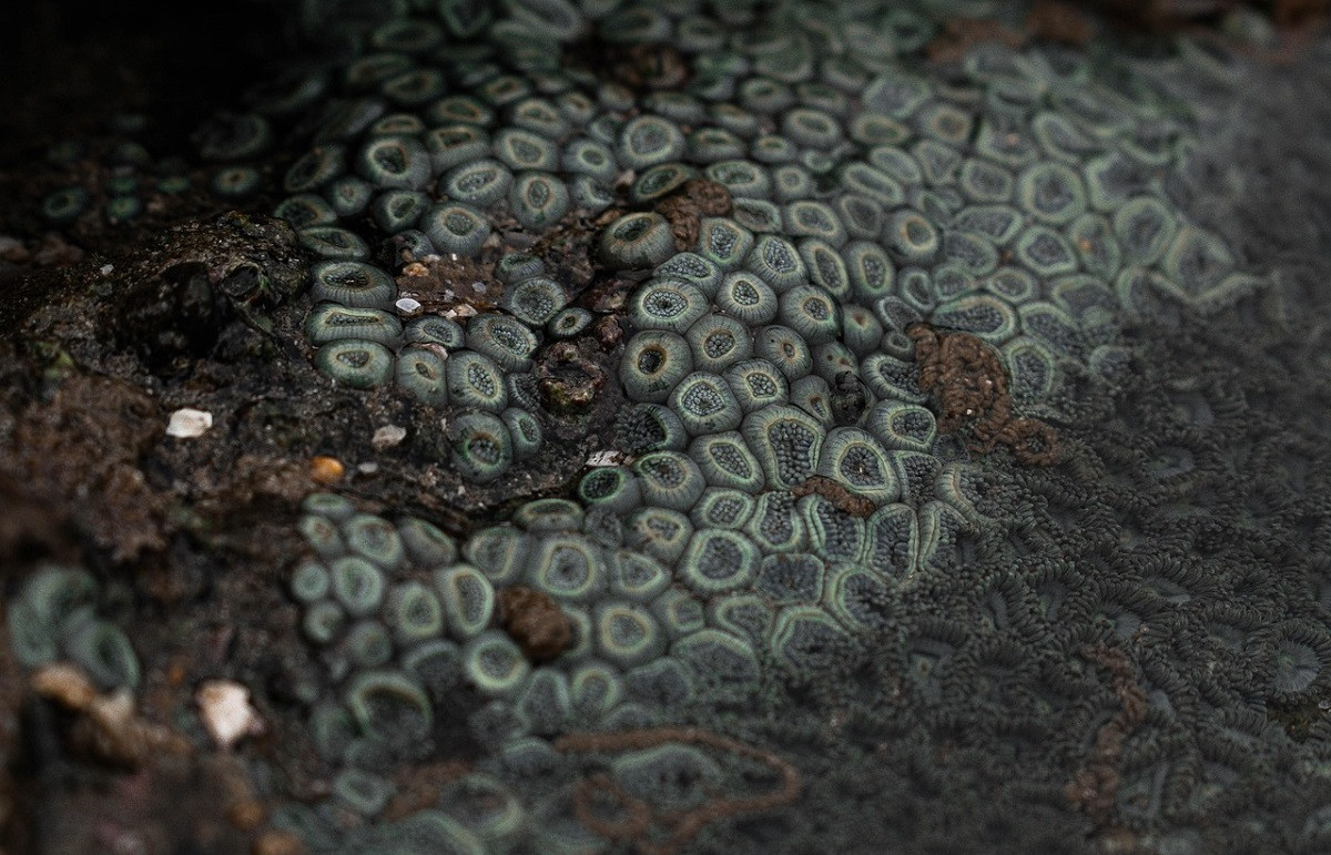 ECDC: E.coli και K. Pneumoniae προκάλεσαν τις περισσότερες λοιμώξεις στην Ευρώπη το 2024