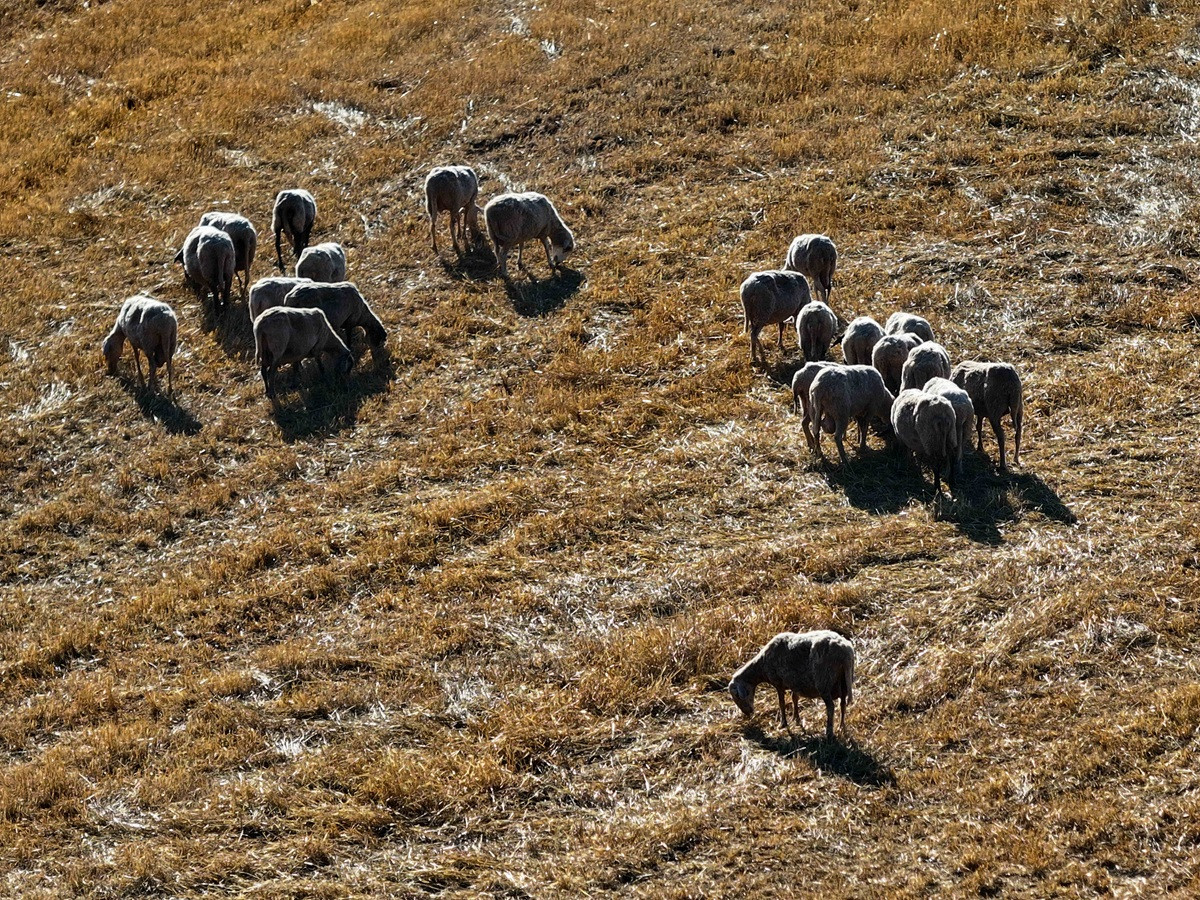 Ευλογιά των αιγοπροβάτων: Συναγερμός και ζημιές - μαμούθ