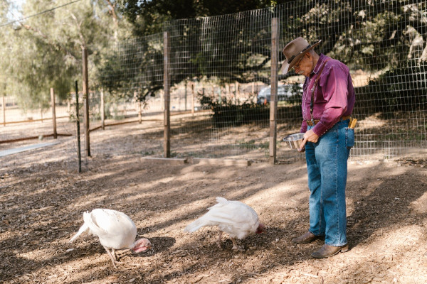 Γαλλία: Έξαρση της γρίπης των πτηνών σε φάρμα με γαλοπούλες