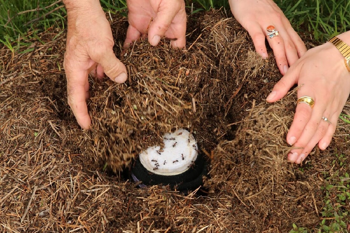 Πώς να φτιάξετε βήμα-βήμα γιαούρτι από μυρμήγκια – Το πείραμα ερευνητών