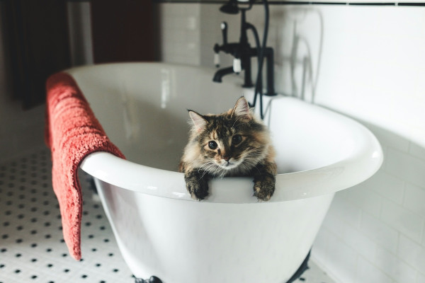 Σε ποιες περιπτώσεις πρέπει να κάνετε μπάνιο τη γάτα σας