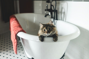 Σε ποιες περιπτώσεις πρέπει να κάνετε μπάνιο τη γάτα σας