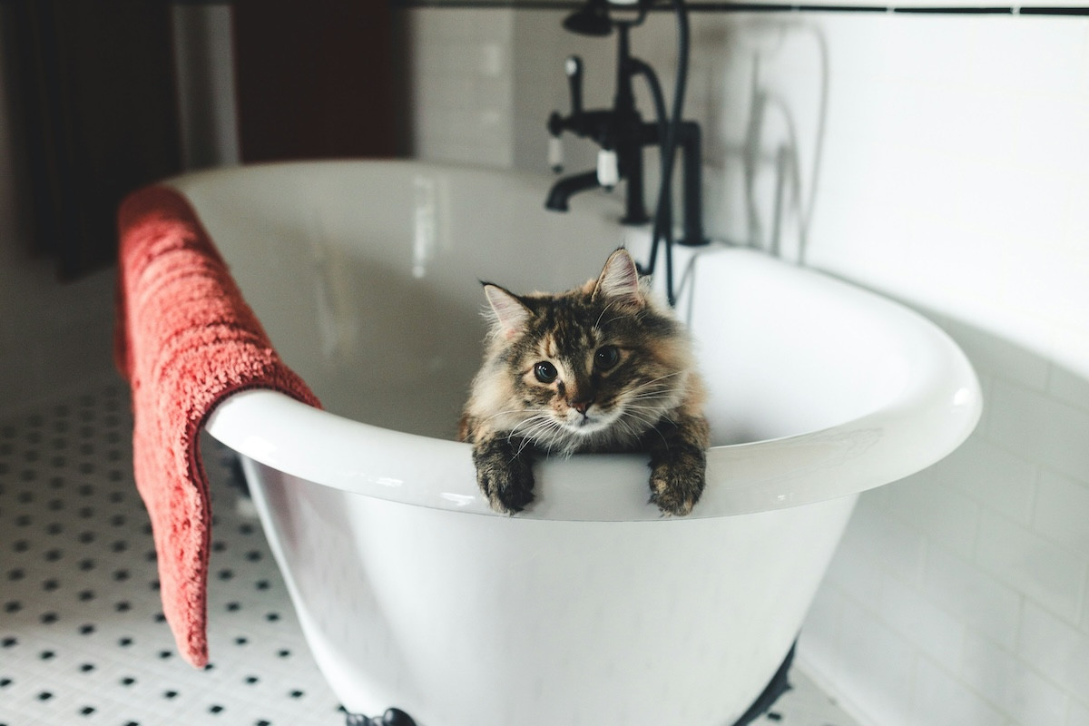 Σε ποιες περιπτώσεις πρέπει να κάνετε μπάνιο τη γάτα σας
