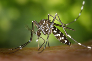 Ιός Δυτικού Νείλου: Τα κουνούπια γίνονται πιο ανθεκτικά