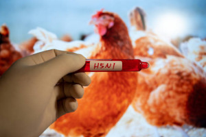 Νέο εμβόλιο κατά της γρίπης H5N1 στις ΗΠΑ