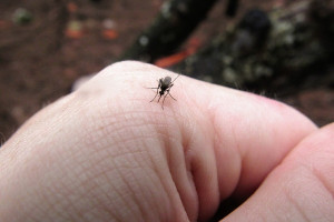 «Μαγνήτες» κουνουπιών: Οι 3 λόγοι που σας προτιμάνε