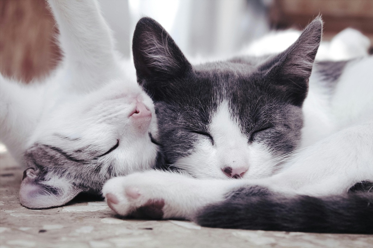 Αυξημένη δίψα στις γάτες: Πότε είναι φυσιολογική και πότε όχι