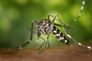 Κουνούπια - «εισβολείς» κατακλύζουν την Φλόριντα