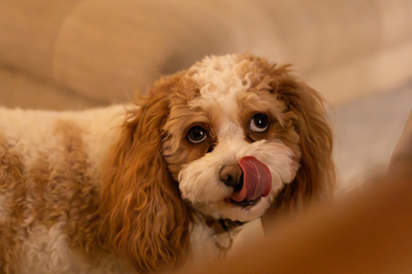 Γιατί ο σκύλος σας γλείφει τα πάντα;