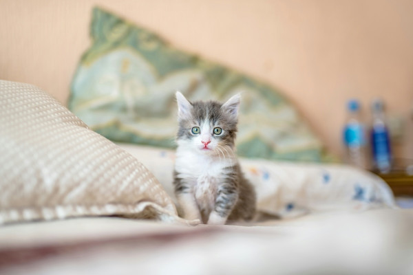 Κάθε πότε πρέπει να ταΐζετε τη γάτα σας