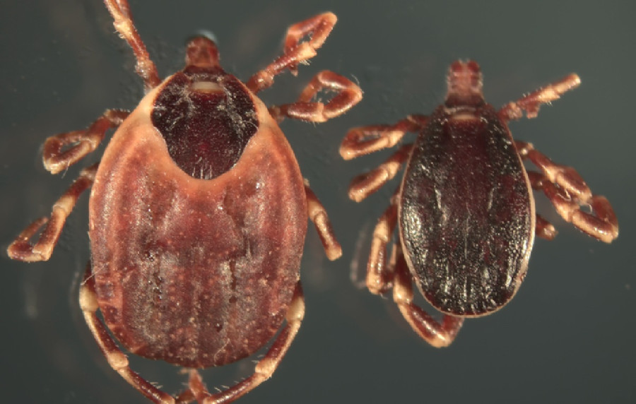 Τσιμπούρια: Αυξήθηκε η συχνότητα εμφάνισης λοιμώξεων σε ανθρώπους