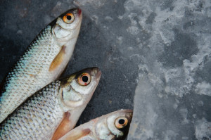 Τα φρέσκα ψάρια του Φεβρουαρίου - Γιατί ξεχωρίζουν τα μπαρμπούνια