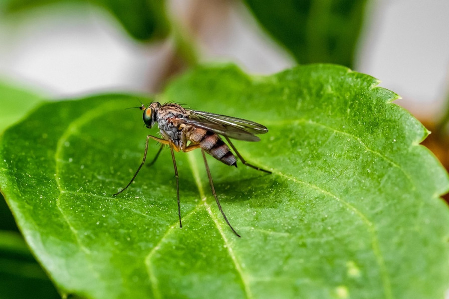 Ιός Δυτικού Νείλου: 10 νέα κρούσματα, οι περιοχές