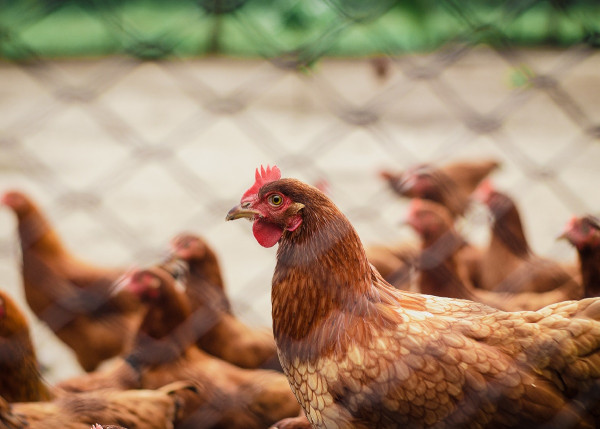 Γρίπη των πτηνών: Οι φαρμακευτικές προετοιμάζουν προληπτικά νέα εμβόλια για τους ανθρώπους
