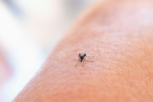 Ιός Δυτικού Νείλου: 2 άνθρωποι νοσηλεύονται στη ΜΕΘ