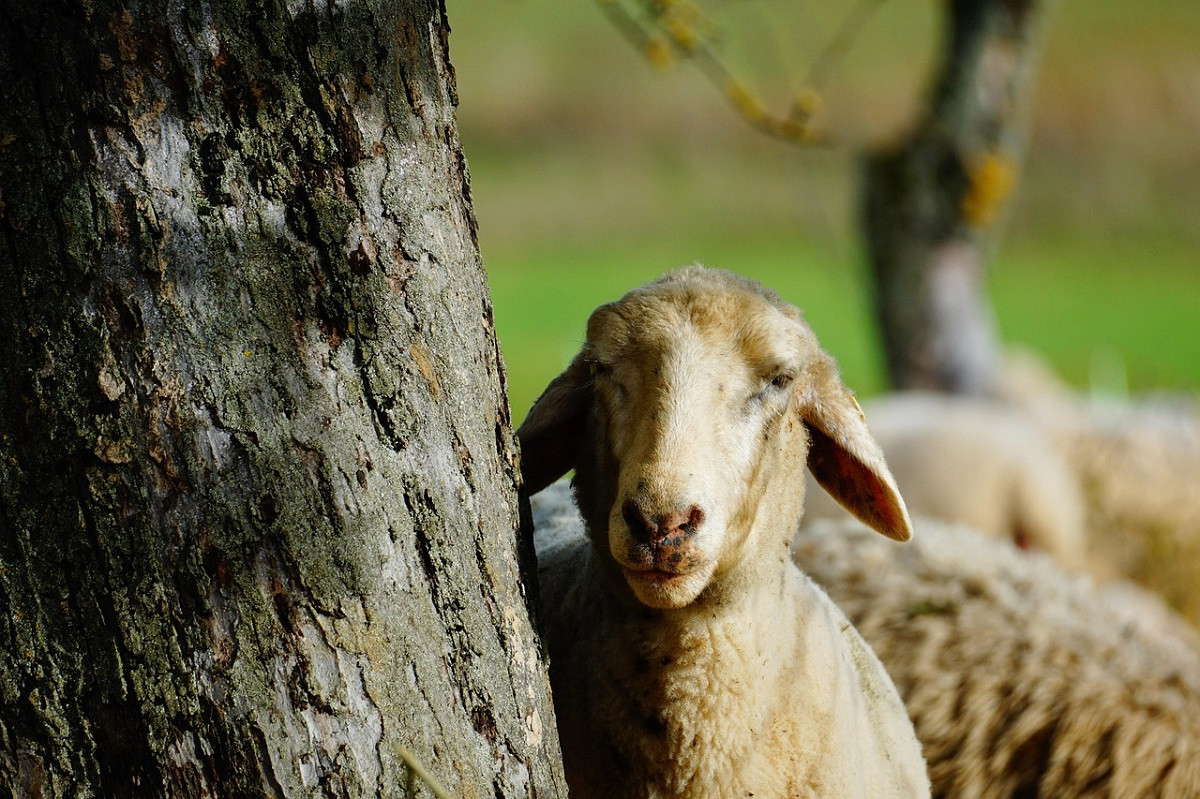 Ευλογιά αιγοπροβάτων: Ξεπέρασαν τις 400 χιλιάδες τα θανατωμένα ζώα