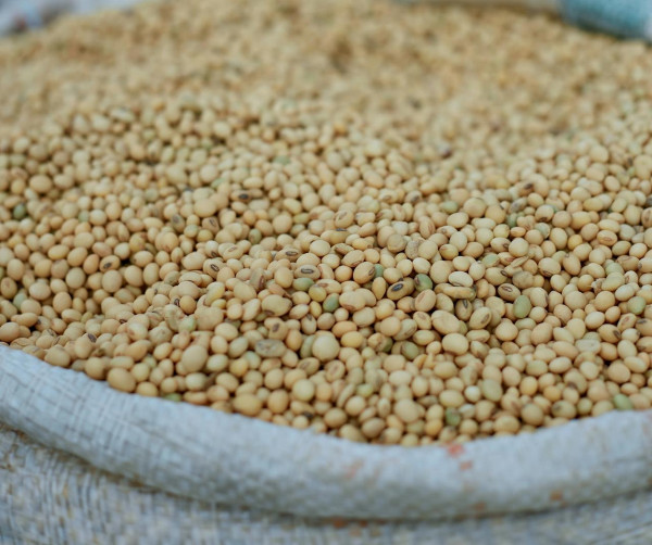 Σόγια: Η «φυτική δύναμη» που αξίζει να βάλετε στη διατροφή σας