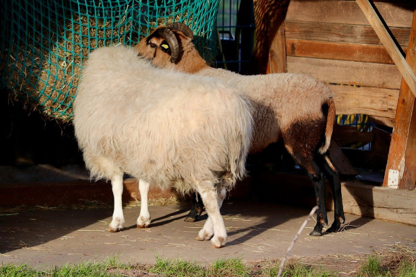 Ευλογιά των αιγοπροβάτων: Νέα παράταση των προληπτικών μέτρων στην Κρήτη