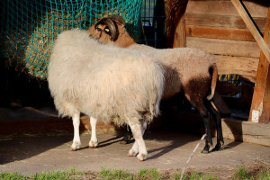 Ευλογιά των αιγοπροβάτων: Νέα παράταση των προληπτικών μέτρων στην Κρήτη