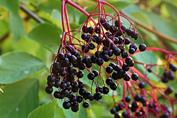 Τι είναι το elderberry - Το σπιτικό γιατροσόφι για το κρυολόγημα και τη γρίπη