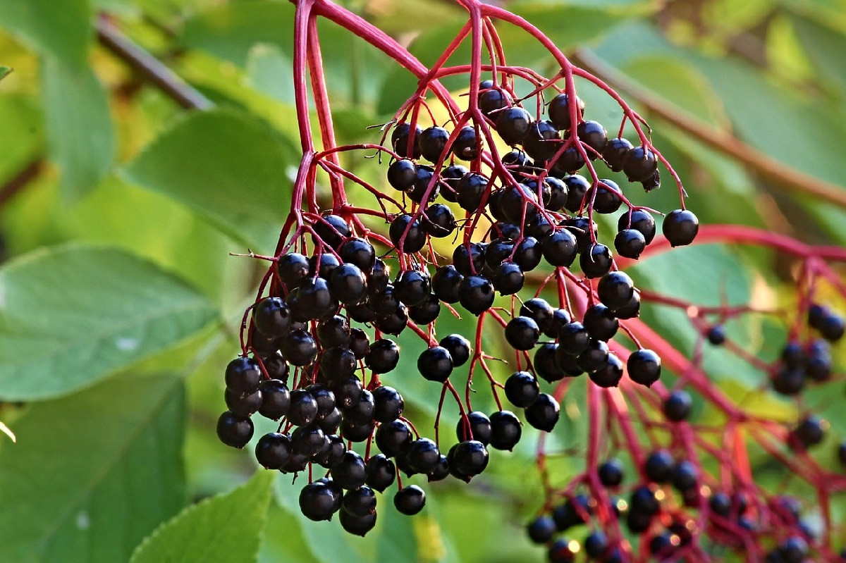 Τι είναι το elderberry - Το σπιτικό γιατροσόφι για το κρυολόγημα και τη γρίπη