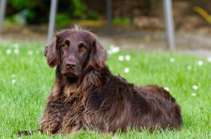 Σκυλιά: Νέο φάρμακο υπόσχεται αύξηση του προσδόκιμου ζωής των τετράποδων φίλων μας