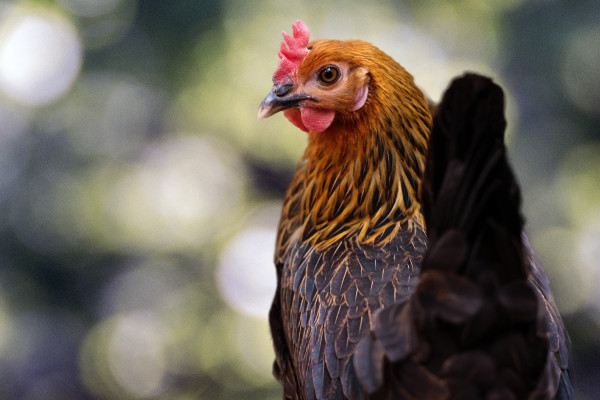 Σουηδία: Κρούσματα Η5Ν1 σε πτηνοτροφείο – Θανατώθηκαν δεκάδες χιλιάδες πτηνά