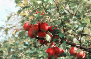 Μήλα: Οι ποικιλίες με την υψηλότερη περιεκτικότητα σε ζάχαρη