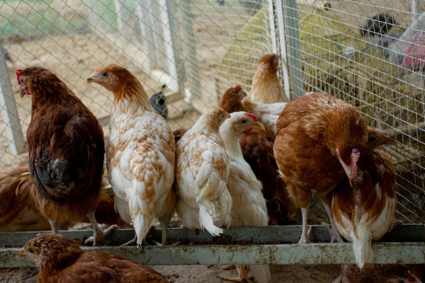 Συναγερμός στα Βαλκάνια για τη γρίπη των πτηνών - Που εντοπίστηκαν κρούσματα