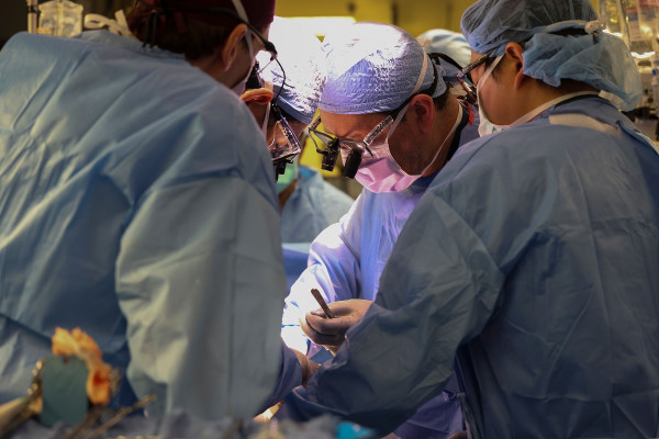 ΗΠΑ: Η ιστορική μεταμόσχευση νεφρού χοίρου σε ασθενή μέσα από 10 φωτογραφίες