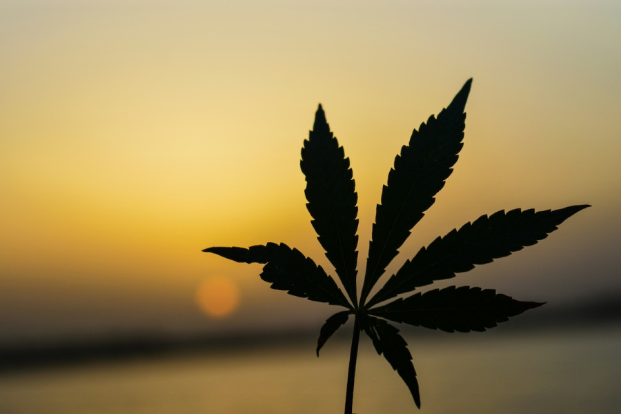 Λίπος στο συκώτι: Ενώσεις κάνναβης ανέστρεψαν τη νόσο σε νέα μελέτη