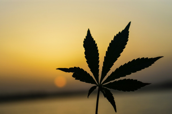 Λίπος στο συκώτι: Ενώσεις κάνναβης ανέστρεψαν τη νόσο σε νέα μελέτη