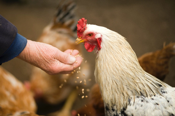 Κοτόπουλα ανθεκτικά στη γρίπη των πτηνών - Το νέο επίτευγμα των επιστημόνων