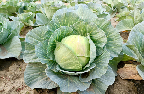 Λάχανο: Το υποτιμημένο «superfood» που αξίζει μια θέση στη διατροφή σας