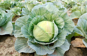 Λάχανο: Το υποτιμημένο «superfood» που αξίζει μια θέση στη διατροφή σας